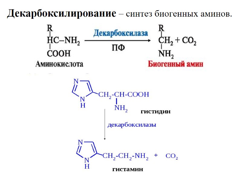 Декарбоксилирование – синтез биогенных аминов.